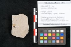 Foto (Objekt + Etikett) von Xylomites umbilicatus Unger (NHMW-GEO-2024-0188-6710)